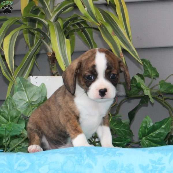 Chocolate Chip, Boston Terrier Mix Puppy